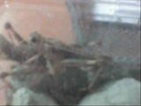 jasmingirly - Bild 2