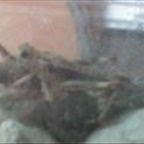 jasmingirly - Bild 2