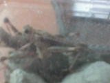 jasmingirly - Bild 2