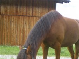nevio4ever12 - Bild 2