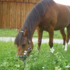 nevio4ever12 - Bild 2