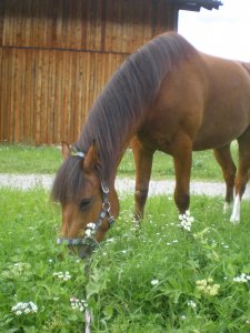 nevio4ever12 - Bild 2