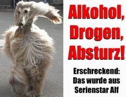DjWildDog - Bild 8