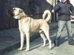 ramazan_b_55 - Bild 2