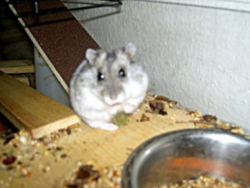 djadja - Bild 8