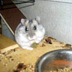 djadja - Bild 8