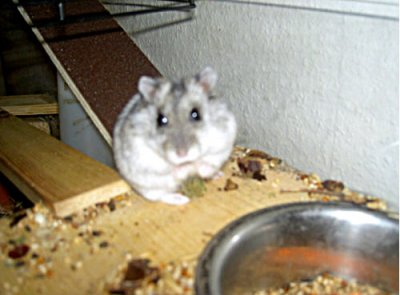 djadja - Bild 8