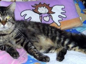 LittleMau17 - Bild 3