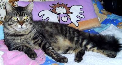 LittleMau17 - Bild 3