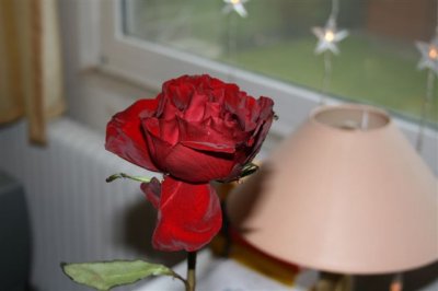 dasche4ka - Bild 4