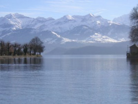 Seerose - Bild 5