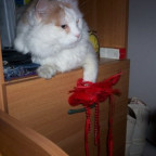 AlbaF - Bild 3