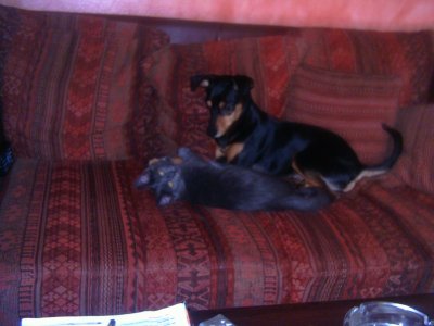 Tayfun - Bild 3