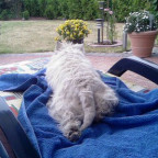 nelly20000 - Bild 3