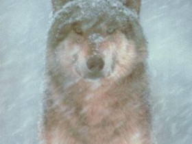 WolfHunter2004 - Bild 2