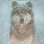 WolfHunter2004 - Bild 2
