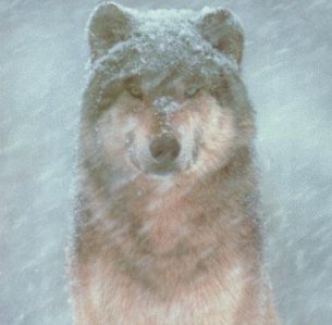 WolfHunter2004 - Bild 2