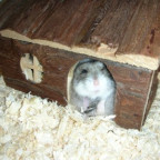 ninke - Bild 5