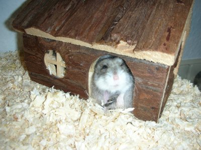 ninke - Bild 5