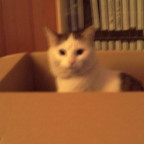 huscheli - Bild 5