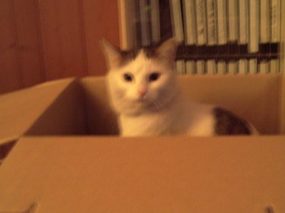 huscheli - Bild 5
