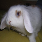 Sinaming - Bild 6