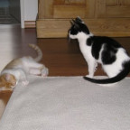 lini - Bild 3