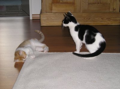lini - Bild 3