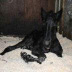 Countrygirl - Bild 4