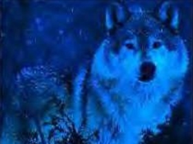 WolfHunter2004 - Bild 9