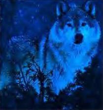 WolfHunter2004 - Bild 9