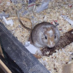 sweet_cindy - Bild 5