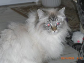 HungryEyes - Bild 8