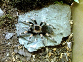 djadja - Bild 11