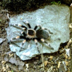 djadja - Bild 11