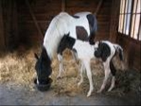 sandyg_maus_18 - Bild 3