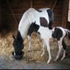 sandyg_maus_18 - Bild 3