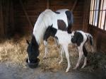 sandyg_maus_18 - Bild 3