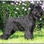 Jaines - Bild 6