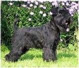 Jaines - Bild 6