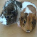 Faniel - Bild 3