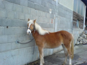 muisabell - Bild 4