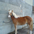 muisabell - Bild 4