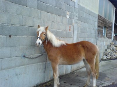 muisabell - Bild 4