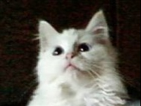 LittleMau17 - Bild 4