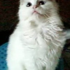 LittleMau17 - Bild 4