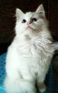 LittleMau17 - Bild 4