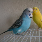 Emrah - Bild 2