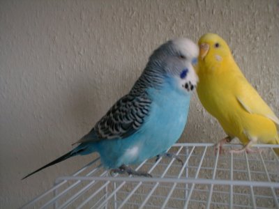 Emrah - Bild 2