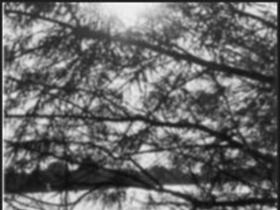 Cherry09 - Bild 7
